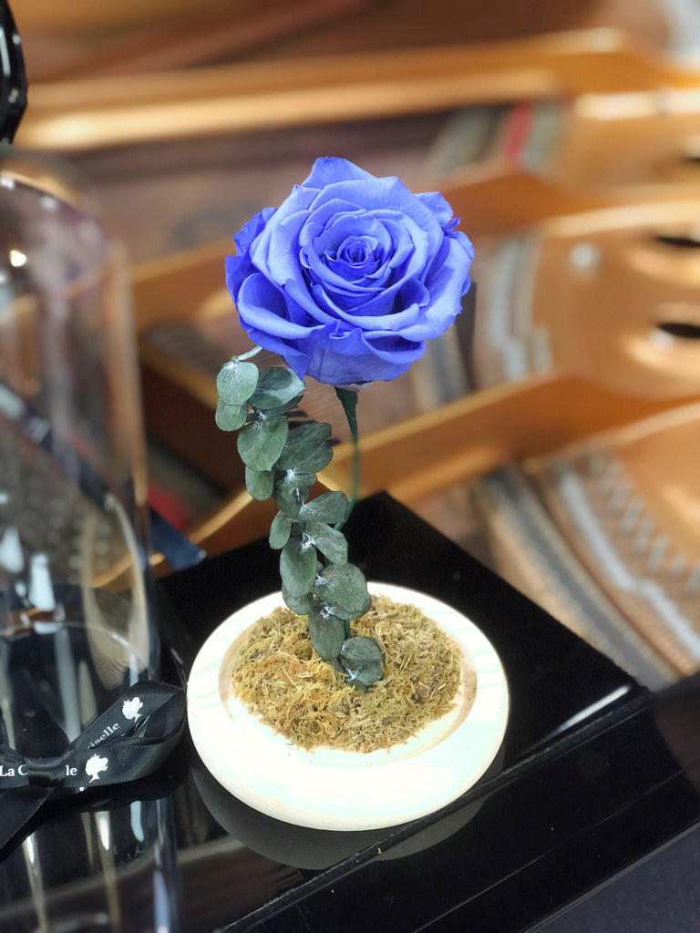 （情人節預訂)紫色 美女與野獸之保鮮玫瑰 永生花  Blue Beauty and the Beast Preserved Rose Flower