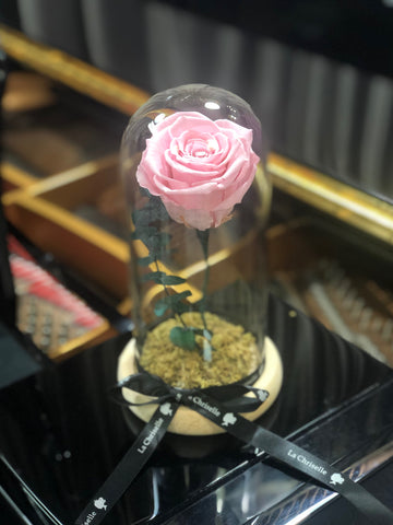 美女與野獸之粉紅玫瑰保鮮花